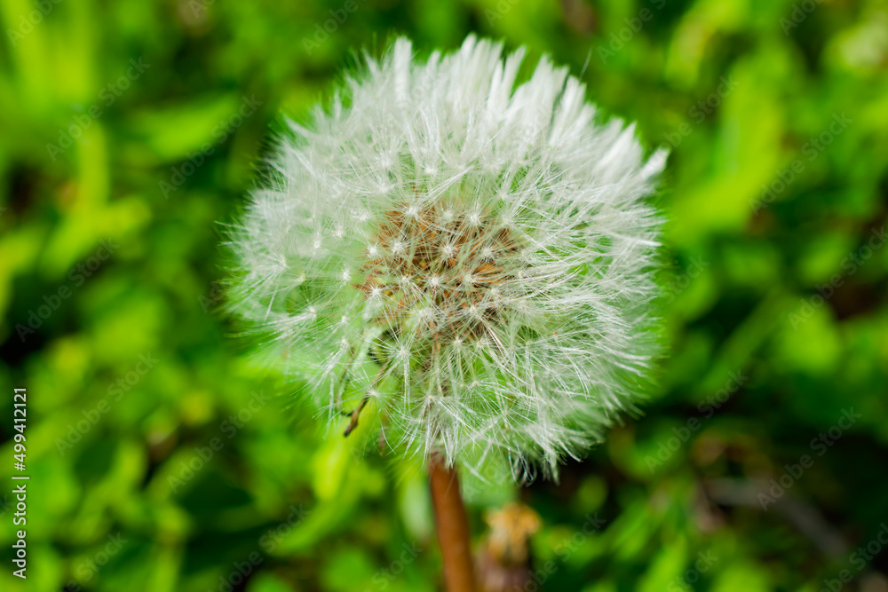Fototapeta premium タンポポ
