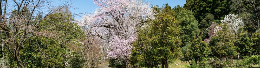 樹木公園は桜の世界