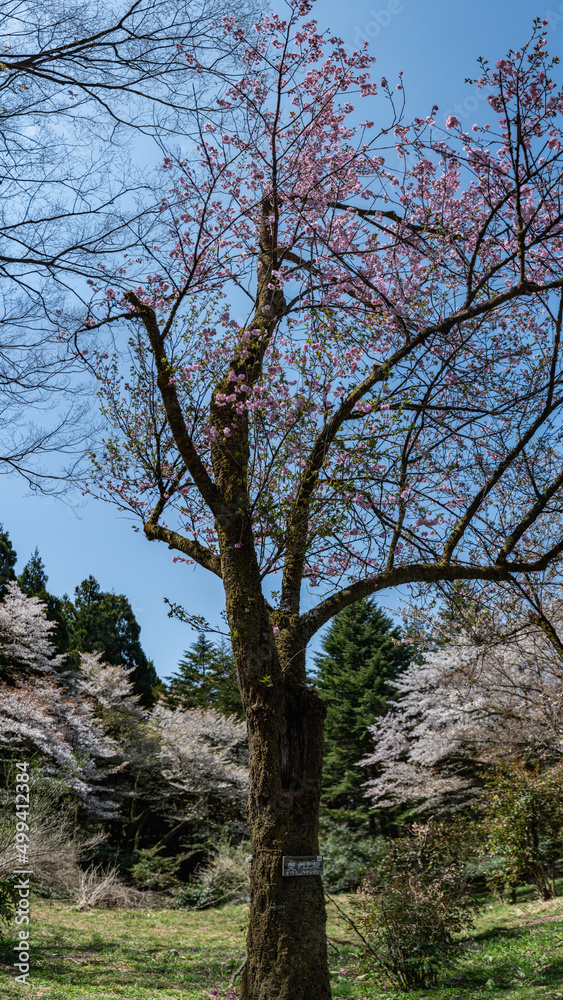 樹木公園は桜の世界 樹木公園は桜の世界