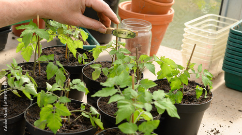 Tomatenpflanzen beschriften