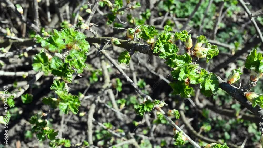 Сurrant bush with early green leaves in spring , botany , 4k footage Сurrant bush with early green leaves in spring , botany , 4k footage