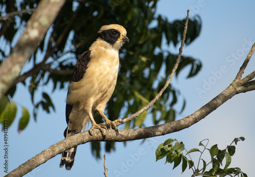 laughing falcon