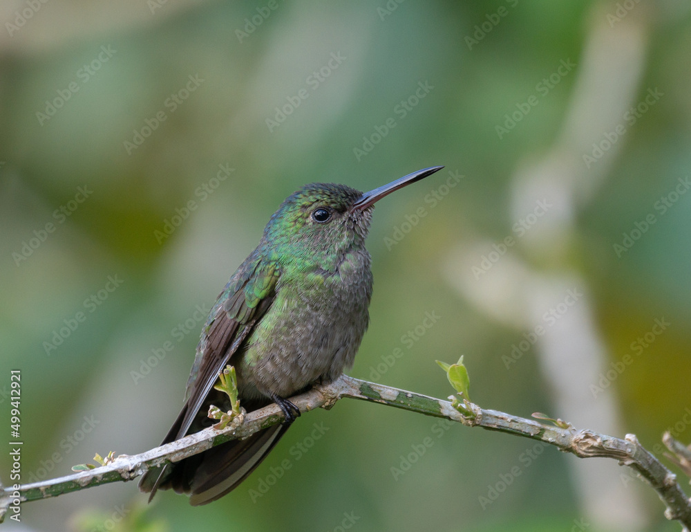 Scaly-breasted Hummingbird Scaly-breasted Hummingbird