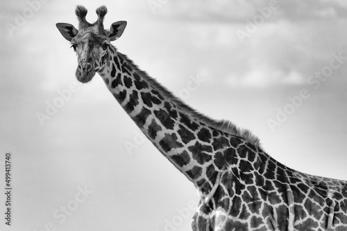 black and white giraffe in the wild photo