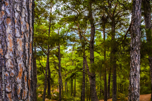Fototapeta Naklejka Na Ścianę i Meble -  old pine trees and fresh nature in the forest