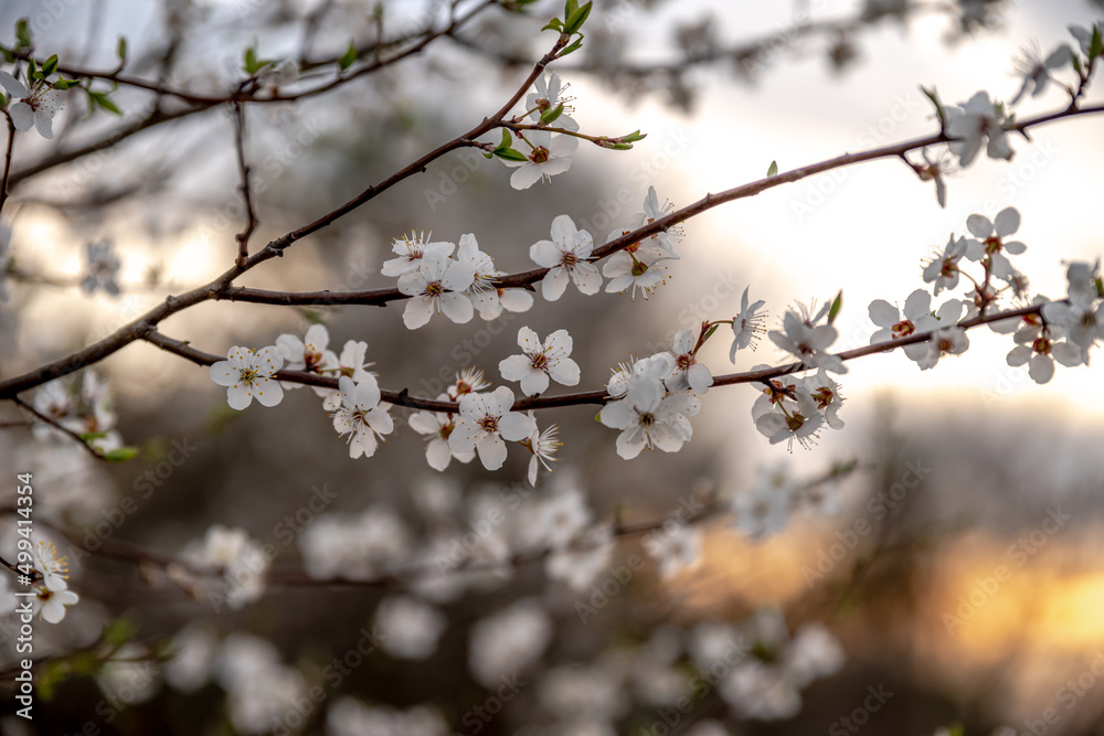 wiosenne drzewa kwitnące w polu wieczorem w Europie - obrazy, fototapety, plakaty 