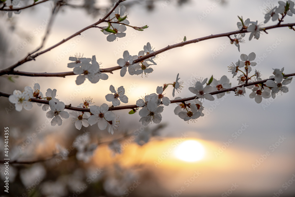 wiosenne drzewa kwitnące w polu wieczorem w Europie - obrazy, fototapety, plakaty 