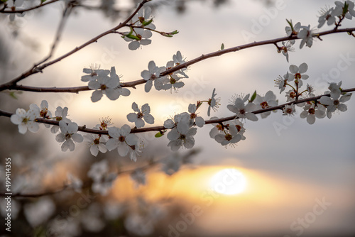 wiosenne drzewa kwitnące w polu wieczorem w Europie