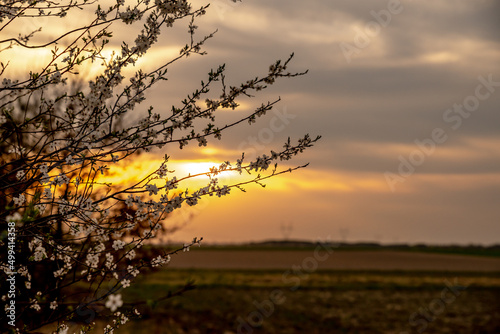 wiosenne drzewa kwitnące w polu wieczorem w Europie