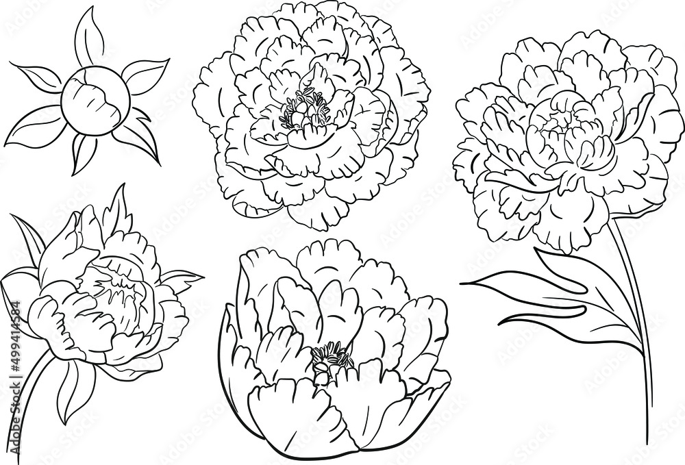 Peony flowers vector illustration line art