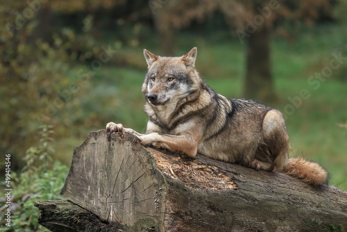 Loup gris à l'affut