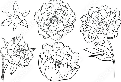 Peony flowers vector illustration line art
