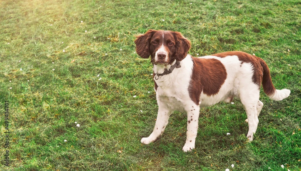 american cocker spaniel on green meadow 