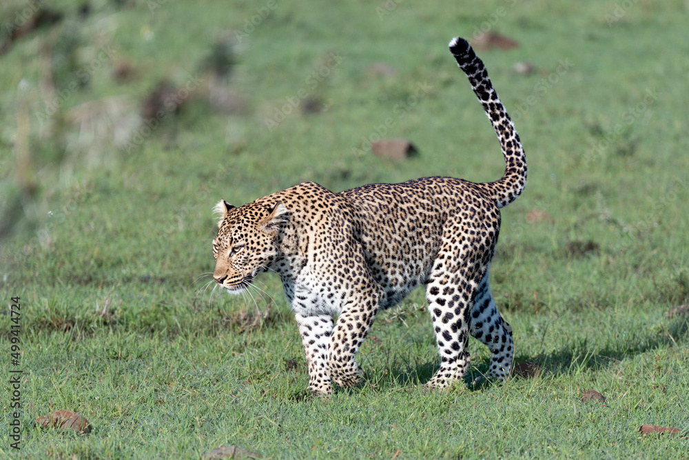 Obraz premium leopard prowling in the grass