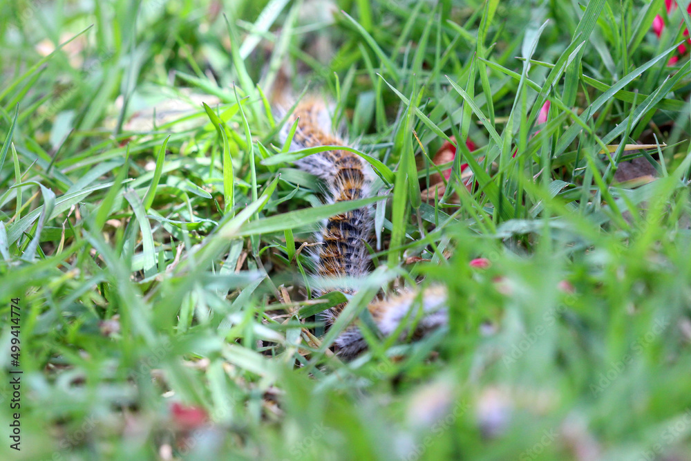 plusieurs chenilles (chenille) processionnaires (processionnaire) du pin dans de l'herbe verte (gazon vert) en troupeau en gros plan (macro) - (thaumetopoea pityocampa)