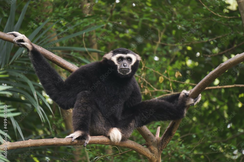 Fototapeta premium Monkey on tree.