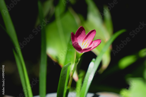 Close up pink rain lily.
