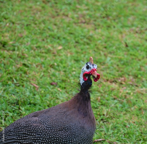 pheasant in the field