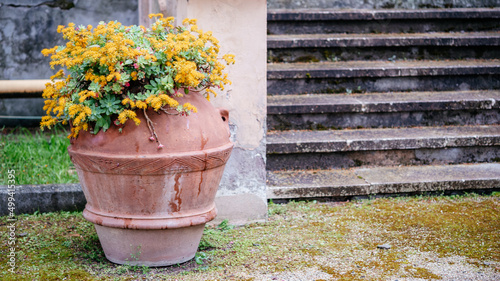 Fototapeta Naklejka Na Ścianę i Meble -  Succulent plant sedum palmeri with yellow flowers in clay pot
