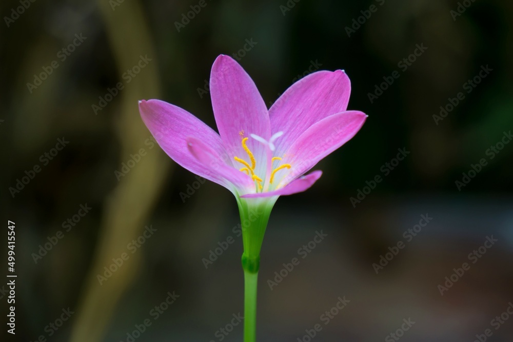 Close up pink rain lily. Close up pink rain lily.