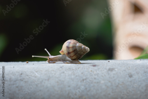 A snail is a shelled gastropod.