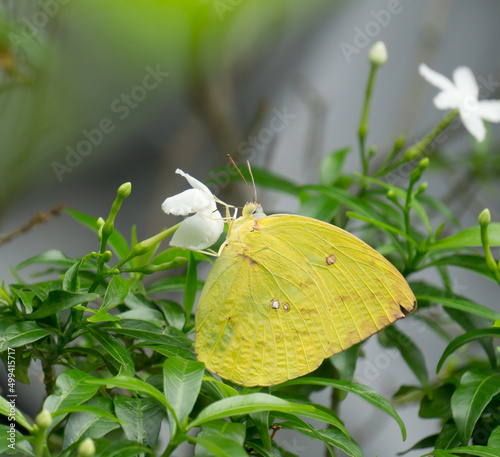 Yellow butterfly on leaf.