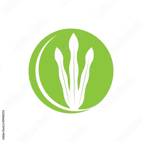 Spirulina icon template vector