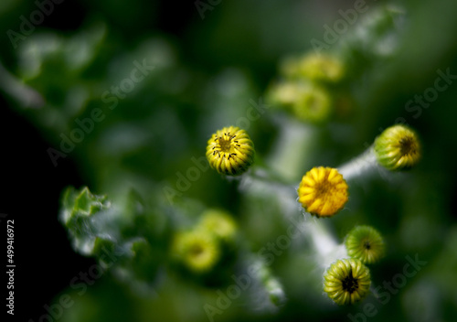 Macro photography of plants in sunny spring day.