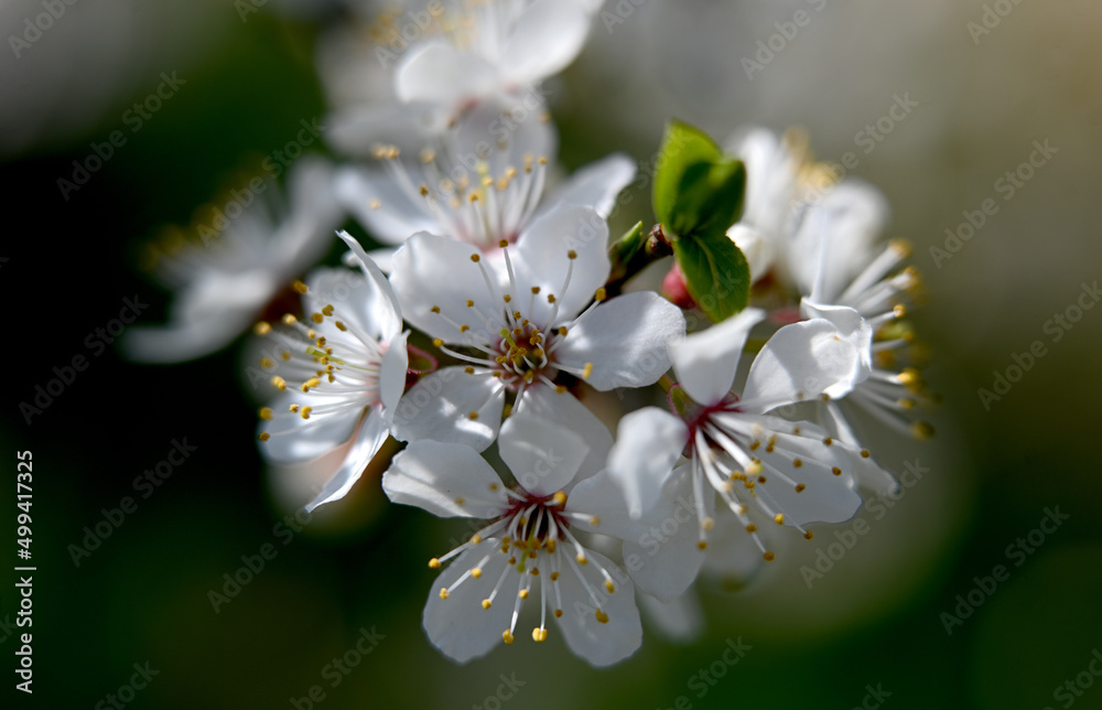 Fototapeta premium Macro photography of plants in sunny spring day.