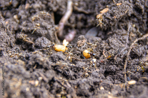 Garden ants rebuild their nest after digging up the soil