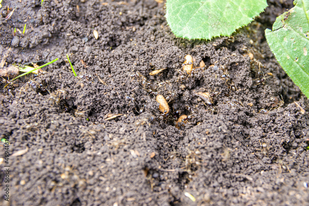 ants save eggs after the destruction of the anthill in the process of digging the beds ants save eggs after the destruction of the anthill in the process of digging the beds