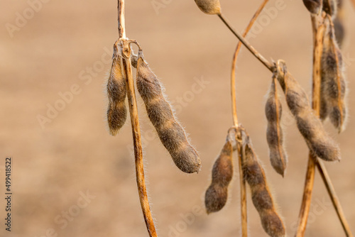 Closeup of four bean soybean pod on plant stem. Farming, agricultural science and fall harvest season concept © JJ Gouin