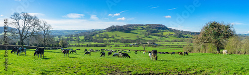 Herd of dairy cattle just released on to fresh spring gazing field