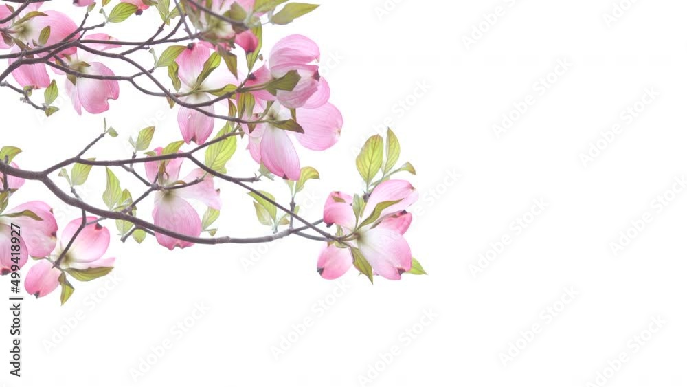 おだやかな晴れ間と透過光が美しいハナミズキの花 おだやかな晴れ間と透過光が美しいハナミズキの花