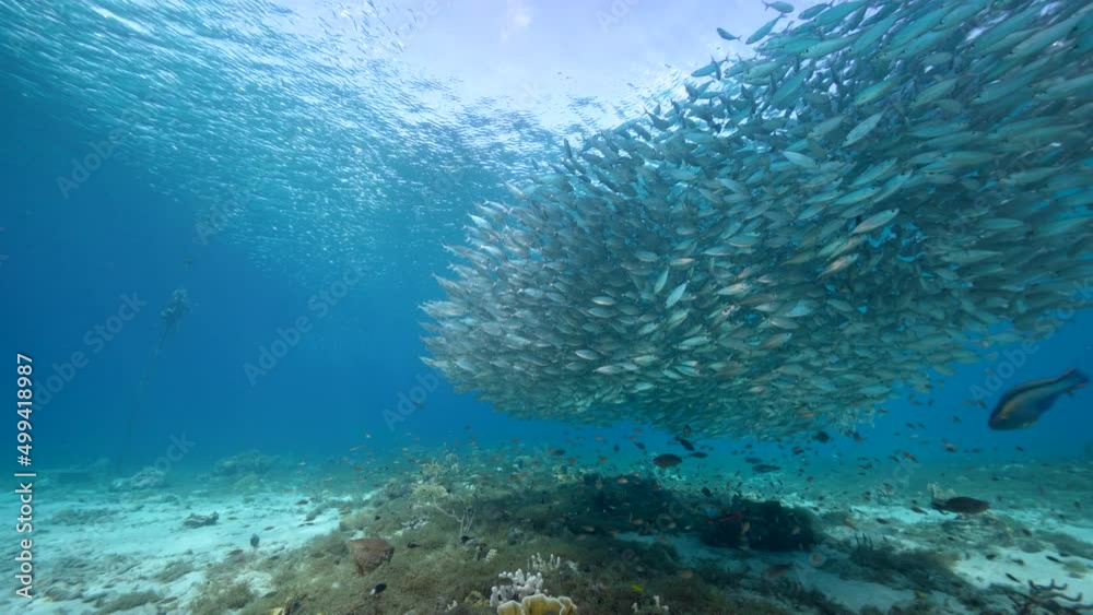 Seascape with Bait Ball, School of Fish, Mackerel fish in the coral reef of the Caribbean Sea, Curacao Seascape with Bait Ball, School of Fish, Mackerel fish in the coral reef of the Caribbean Sea, Curacao
