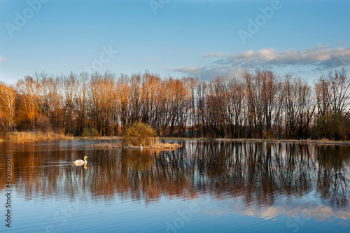 A white majestic swan floats in front of a wave of water. Young swan in the middle of the water. Drops on a wet head.