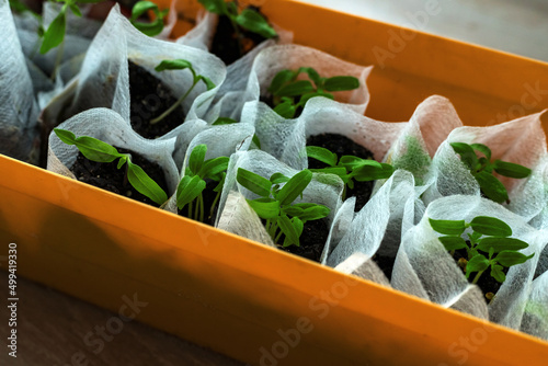Cucumber seedling young fresh sprouts growing in white bags in orange pot. Greenhouse gardening.