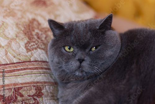 Big grey cat sits on sofa. Golden luxury bed cosy home pet . Fluffy domestic grey shorthair british breed. Funny blue grey cat with yellow eyes.