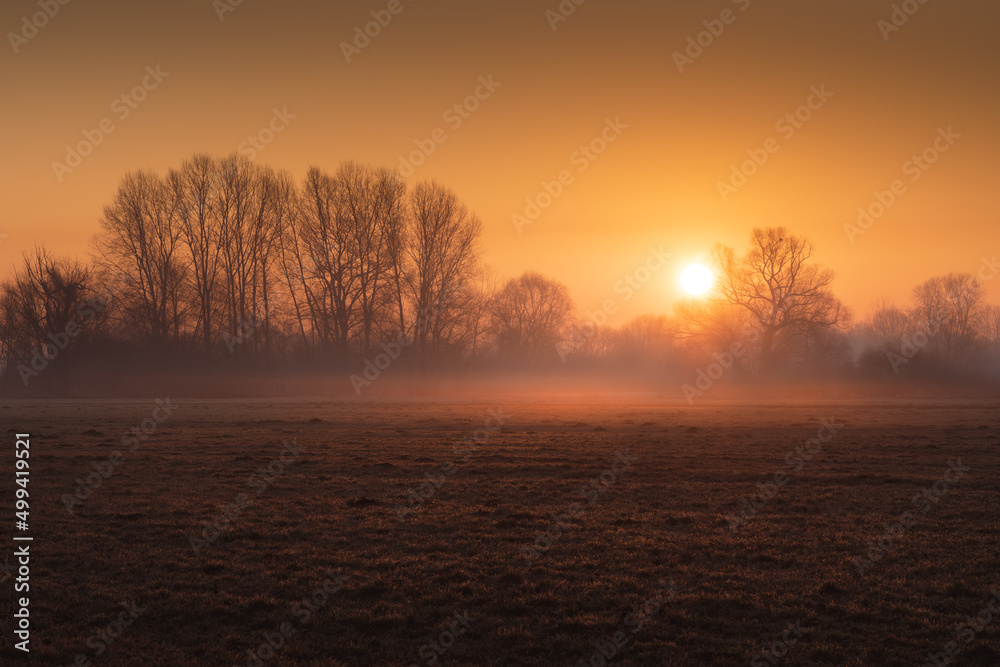 Złoty wschód słońca nad łąką - obrazy, fototapety, plakaty 