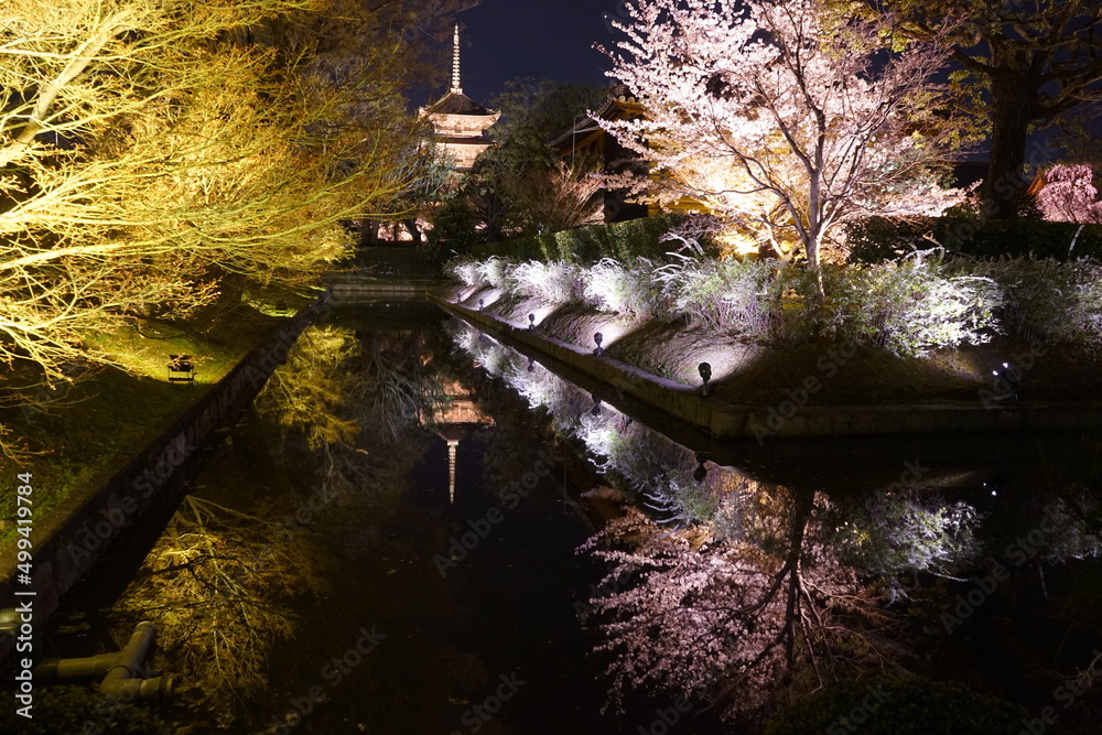 Night View,  Five-story pagoda of Toji Temple and Sakura, Cherry Blossom in Kyoto, Japan - 日本 京都府 東寺 五重塔 桜 夜景