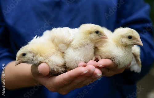 chicken in hands