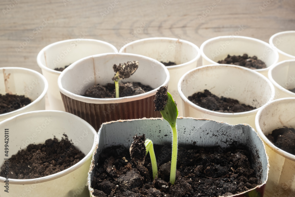 Seedlings in different containers on the windowsill. Zero waste and recycling of household waste. Seedlings in different containers on the windowsill. Zero waste and recycling of household waste.
