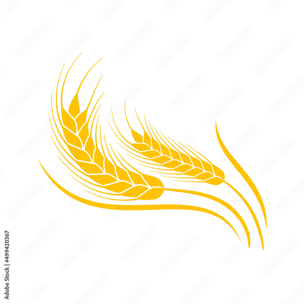 Ears of wheat. Whole grains for making bread. Ears of wheat. Whole grains for making bread.