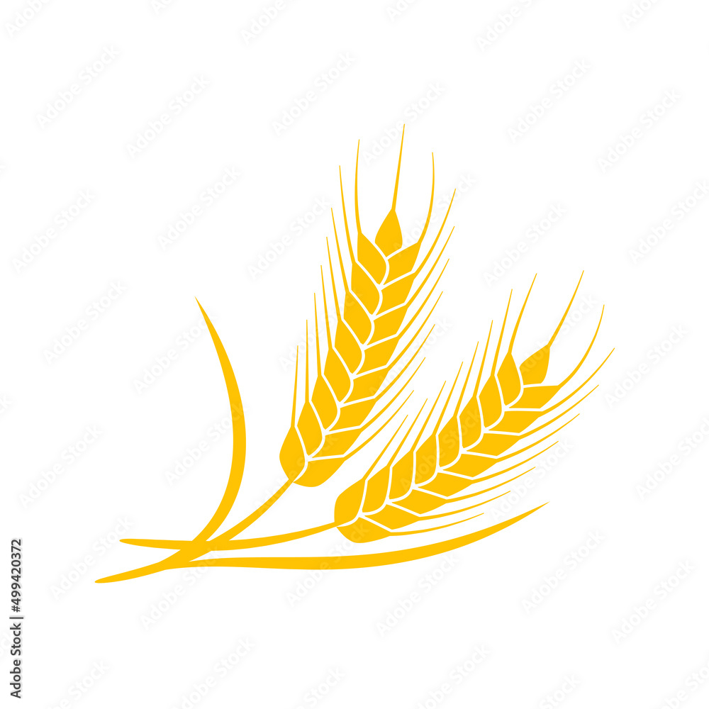 Ears of wheat. Whole grains for making bread.