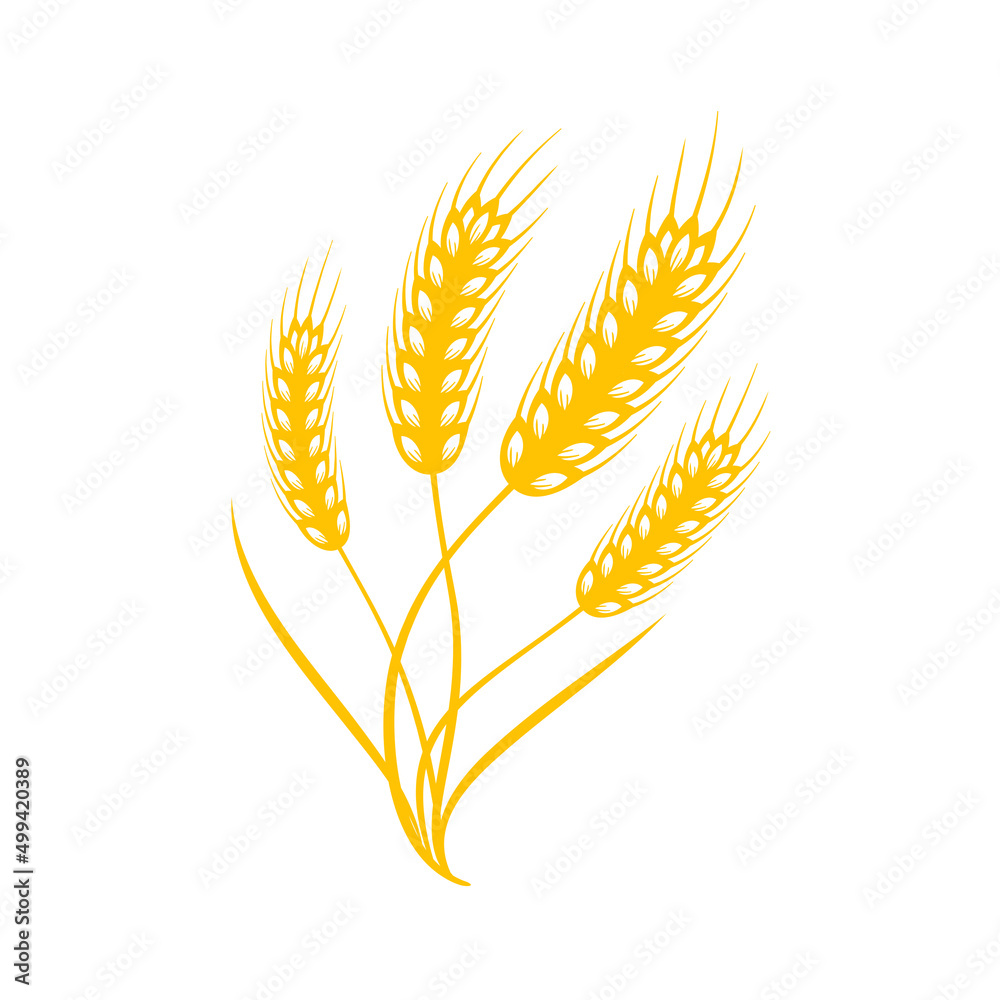 Ears of wheat. Whole grains for making bread. Ears of wheat. Whole grains for making bread.