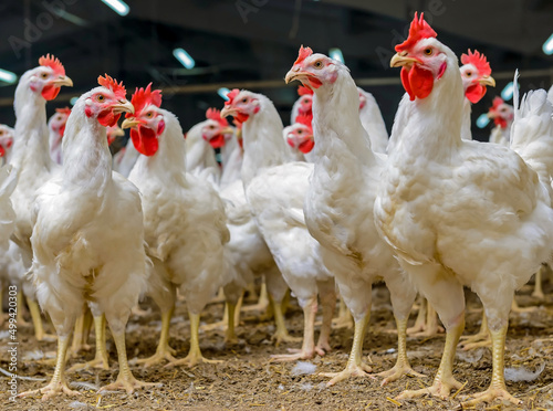 White chickens farm