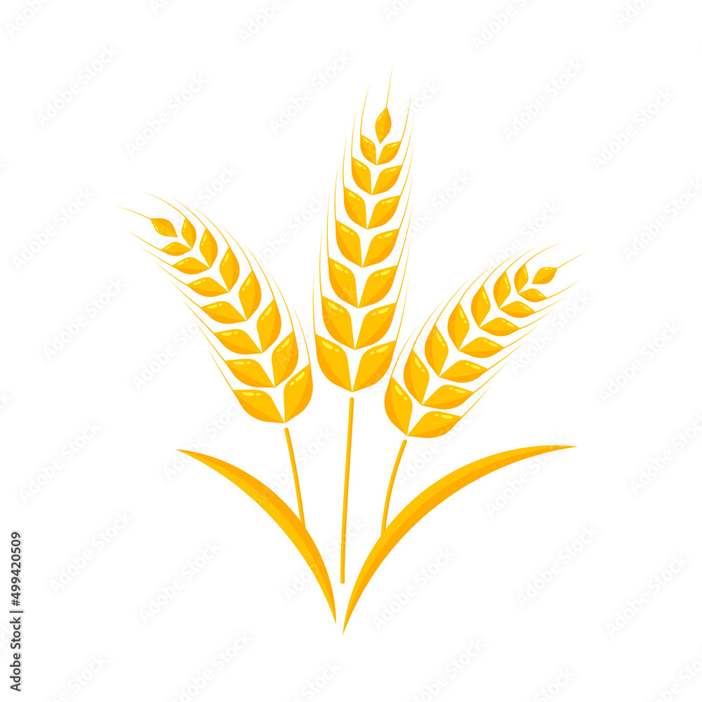 Ears of wheat. Whole grains for making bread. Ears of wheat. Whole grains for making bread.