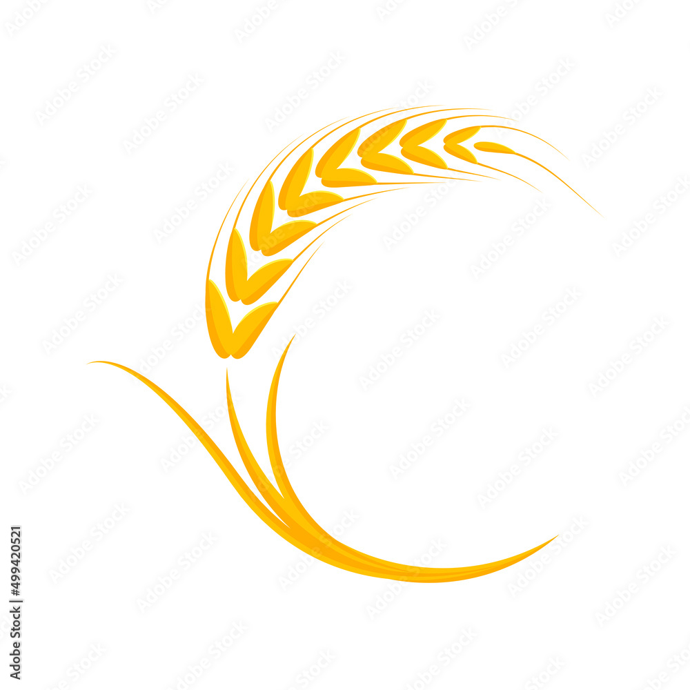 Fototapeta premium Ears of wheat. Whole grains for making bread.