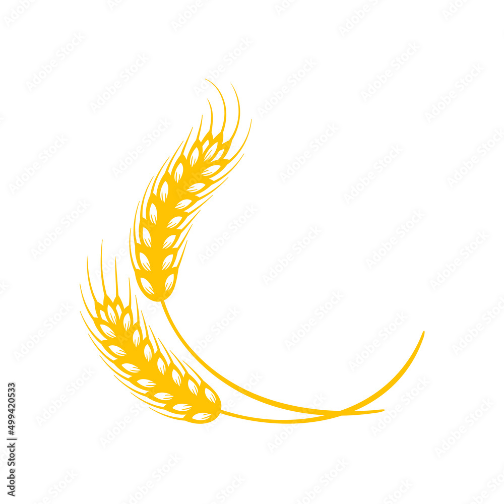 Ears of wheat. Whole grains for making bread. Ears of wheat. Whole grains for making bread.