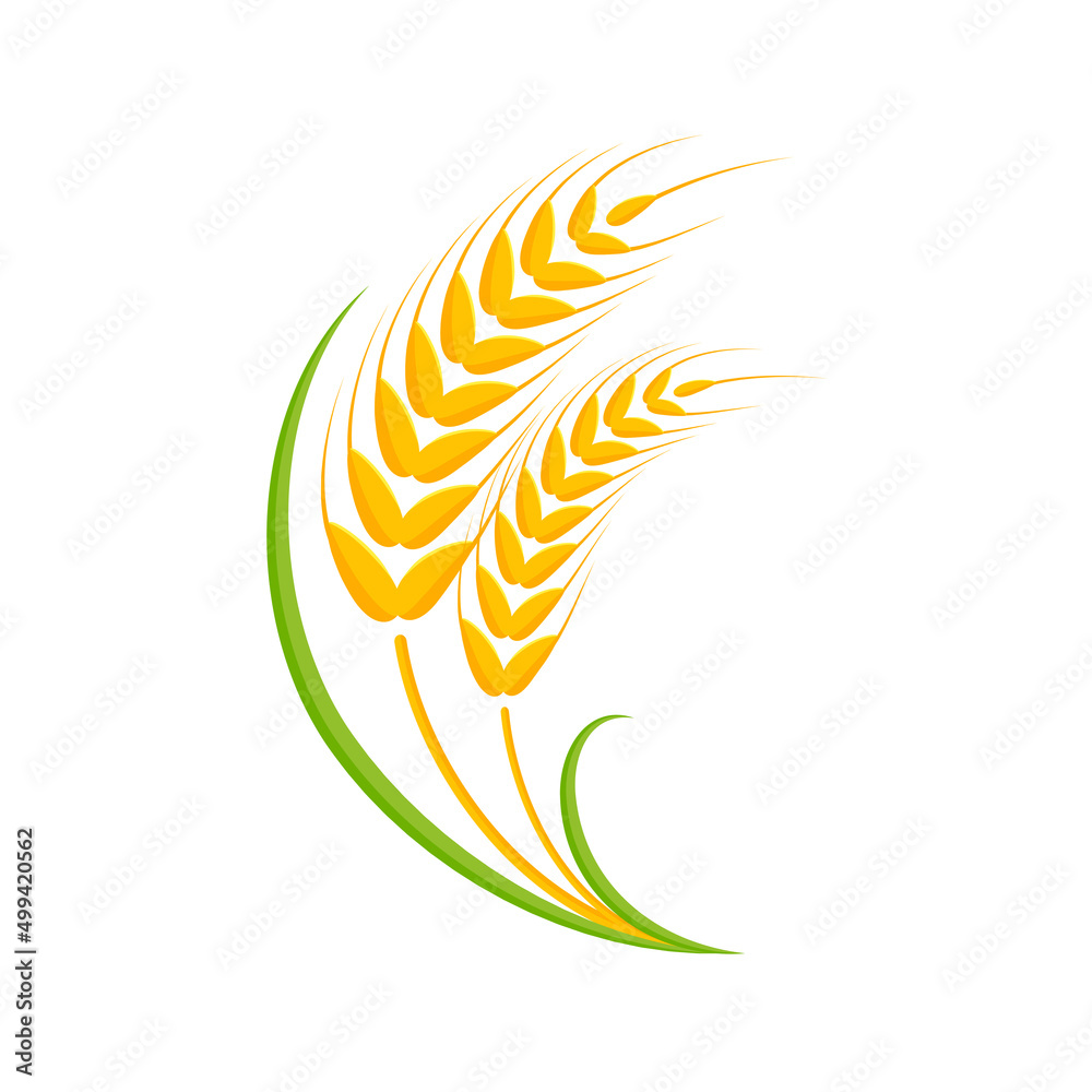 Ears of wheat. Whole grains for making bread. Ears of wheat. Whole grains for making bread.